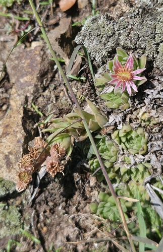 Sempervivum pumilum, photograph 6