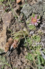 Sempervivum pumilum, photograph (c) Алена Ручка, some rights reserved (CC BY)