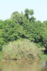 Anthocleista grandiflora