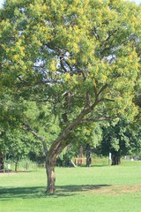 Pterocarpus rotundifolius