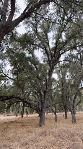 iNaturalist observation photo of lace lichen