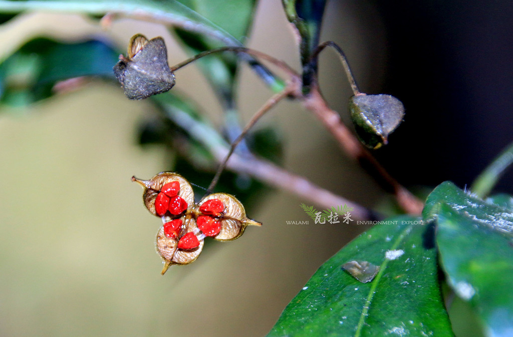 Pittosporum illicioides