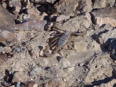 Smeringurus vachoni