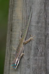 Phelsuma ornata