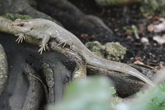 Round Island Skink photo 2