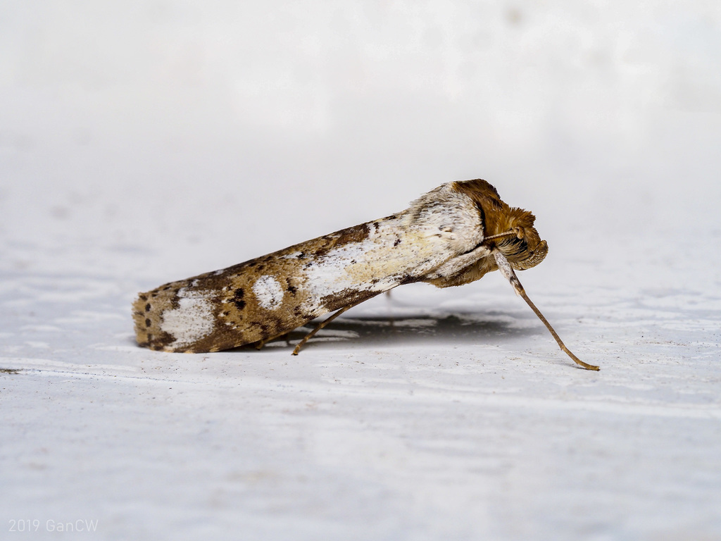 Scranciidae