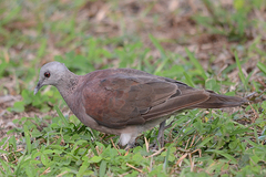 Nesoenas picturatus