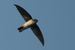 Aerodramus francicus