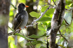 Mauritius Bulbul photo 4
