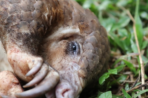 White-bellied Pangolin