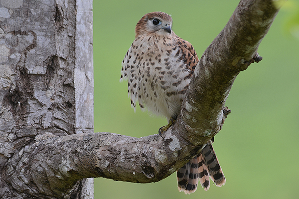Mauritius Kestrel (Falco punctatus) photo