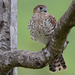 Mauritius Kestrel - Photo (c) Paul Bowyer, some rights reserved (CC BY-NC), uploaded by Paul Bowyer