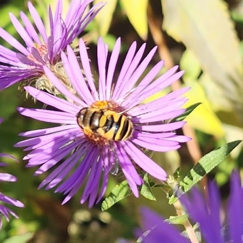 Unknown species found near Elk Grove Village, IL, USA