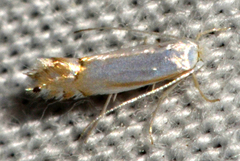 Phyllonorycter lucidicostella
