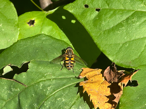 Unknown species found near N 60th St, Milwaukee, WI, US