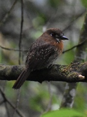 Malacoptila mystacalis