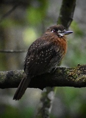 Malacoptila mystacalis