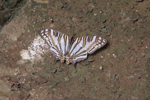African Map Butterfly