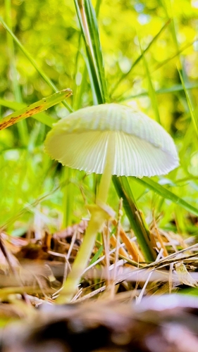 Leucocoprinus fragilissimus