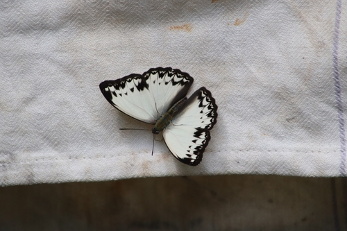 Common Glider