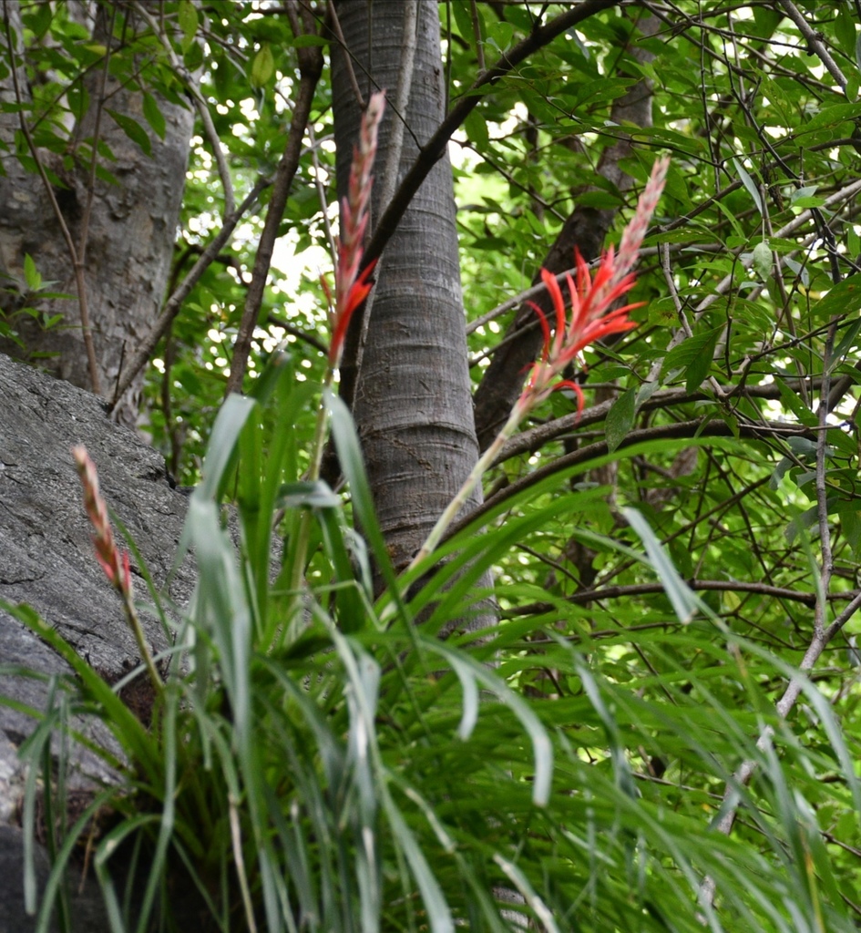 Pitcairnia micheliana