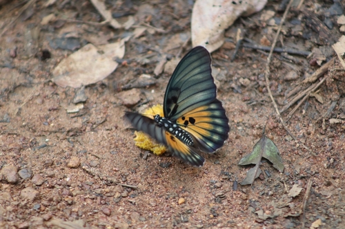 Euphaedra edwardsii