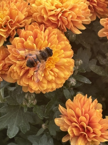 Unknown species found near Highland Rd, White Lake, MI, US