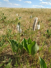Plantago maxima