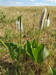 Plantago maxima