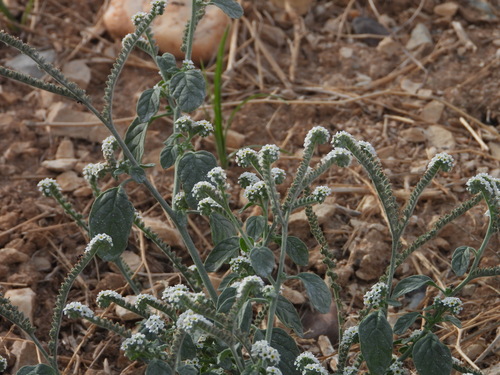 European heliotrope (Heliotropium europaeum)