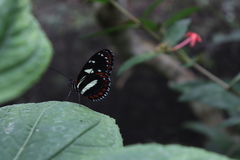 Heliconius atthis
