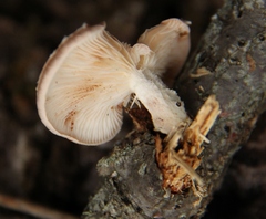 Lentinula