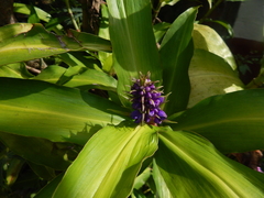 Dichorisandra thyrsiflora