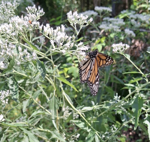 Monarch Butterfly