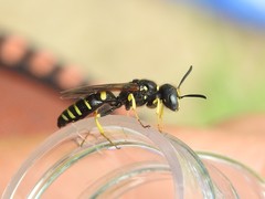 Philanthus solivagus