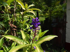 Dichorisandra thyrsiflora