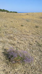 Limonium platyphyllum