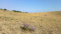Limonium platyphyllum