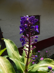 Dichorisandra thyrsiflora