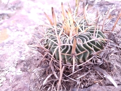 Echinofossulocactus crispatus