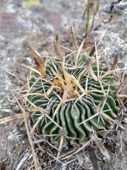 Echinofossulocactus crispatus