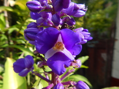 Dichorisandra thyrsiflora