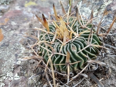 Echinofossulocactus crispatus