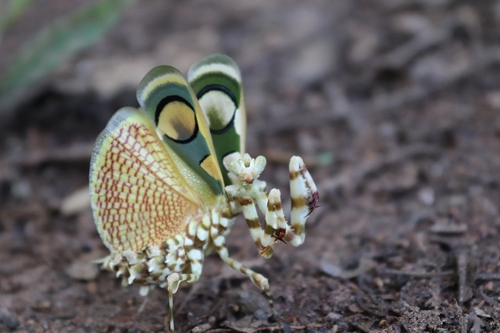 Chlidonoptera roxanae