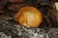 Pseudofavolus cucullatus