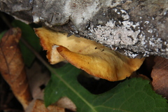 Pseudofavolus cucullatus