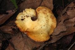 Pseudofavolus cucullatus