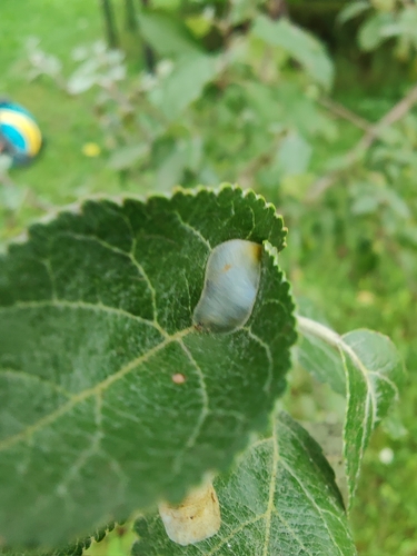 Parornix petiolella