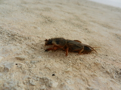 Gryllotalpa quindecim