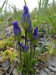 Gentianopsis detonsa nesophila